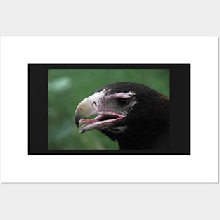 Australian Wedge-tailed Eagle Portrait #1. Posters and Art